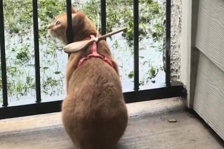 How to Stop Cat Climbing Through Fence